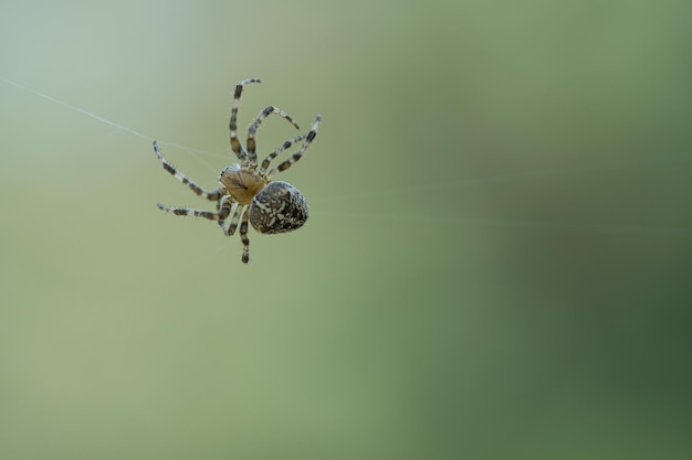 Araña cruzada arrastrándose sobre un hilo de araña Susto de Halloween Fondo borroso