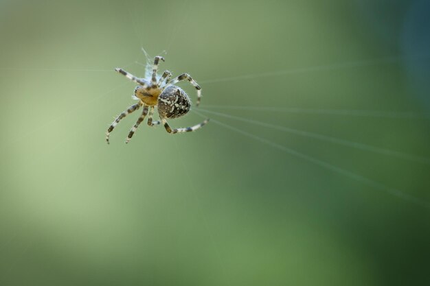 Araña cruzada en una telaraña al acecho de presa Fondo borroso