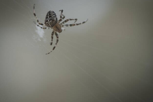 Araña cruzada en una telaraña al acecho de presa Fondo borroso