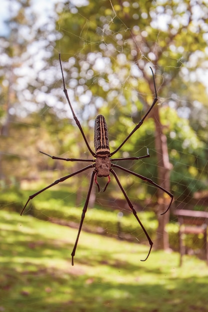 Araña enorme en la web de cerca