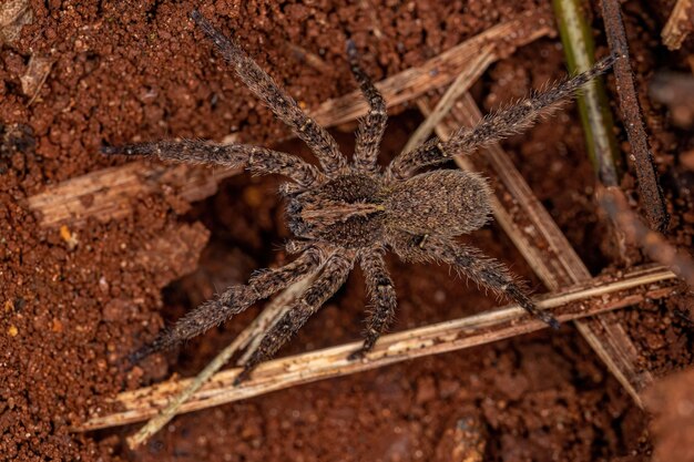 Araña errante adulta