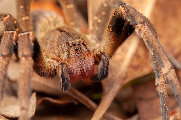 Araña errante brasileña