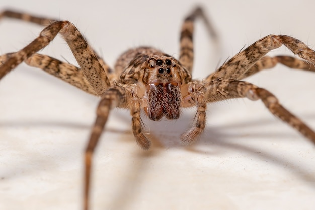 Araña errante hembra adulta del género Nothroctenus