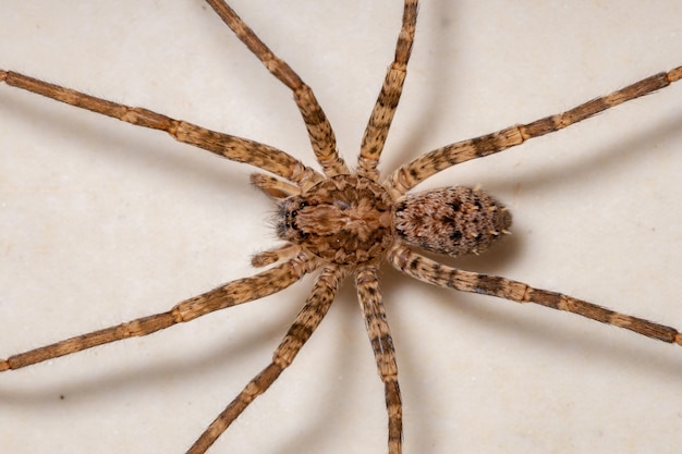 Foto araña errante hembra adulta del género nothroctenus