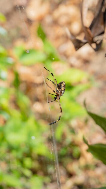 Una araña está sentada en su telaraña en el jardín.