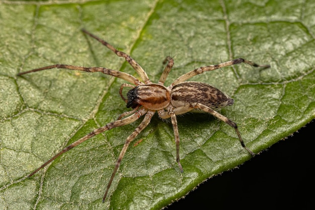 Araña fantasma hembra adulta