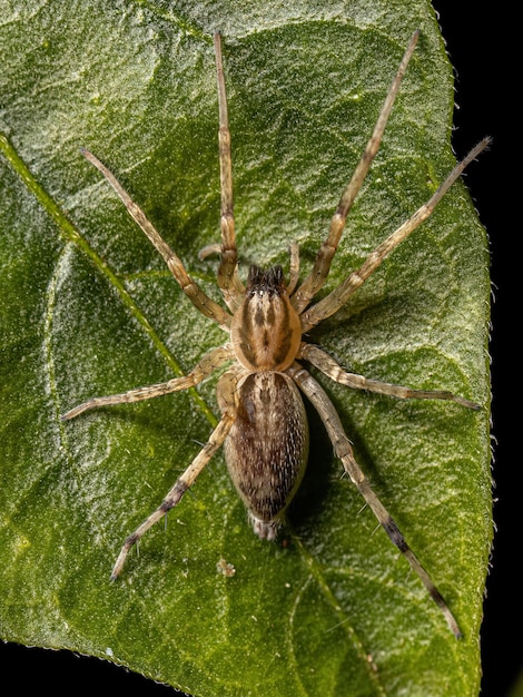 Araña fantasma hembra adulta