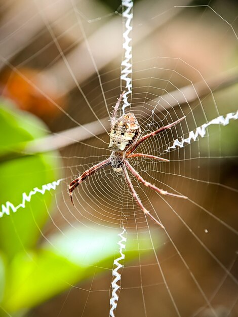 Araña en fondo borroso Limpieza las telas de araña Fotos de alta calidad