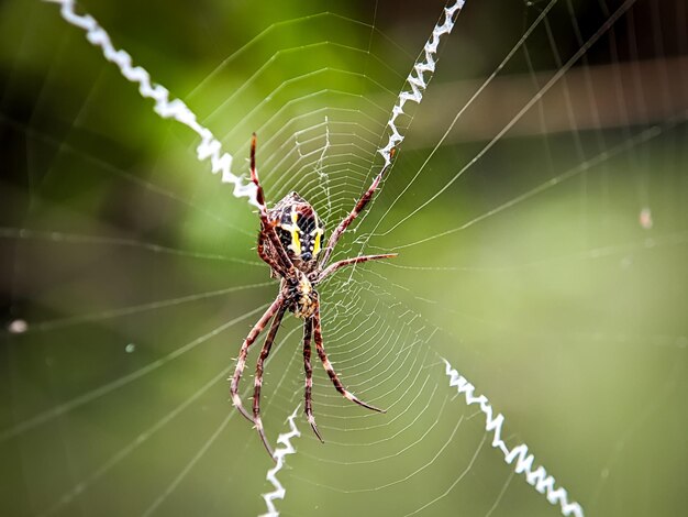 Foto araña en fondo borroso limpieza las telas de araña fotos de alta calidad