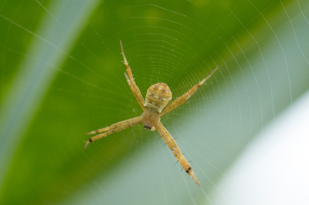 Una araña en el fondo borroso verde