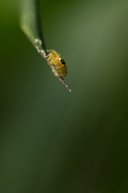 Una araña en el fondo borroso verde