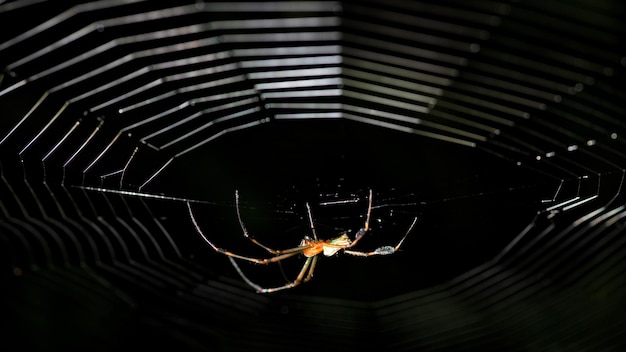 Araña de fotografía macro en red con background negro