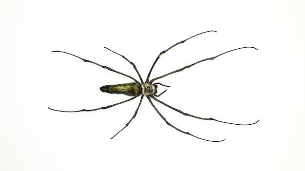 Araña gigante con patas largas aisladas en blanco. Nephila macro close up, colección de insectos, diseño