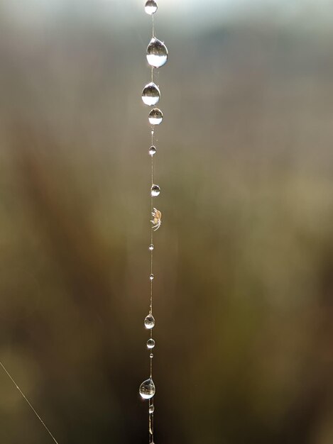 Foto araña con gota de agua