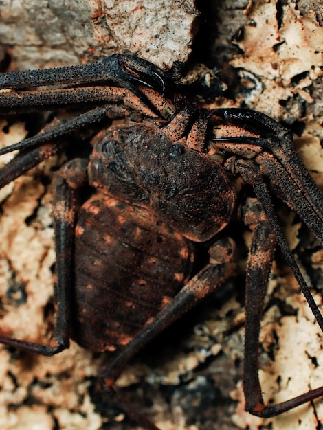 Foto una araña grande está sobre una roca con la palabra tarántula.