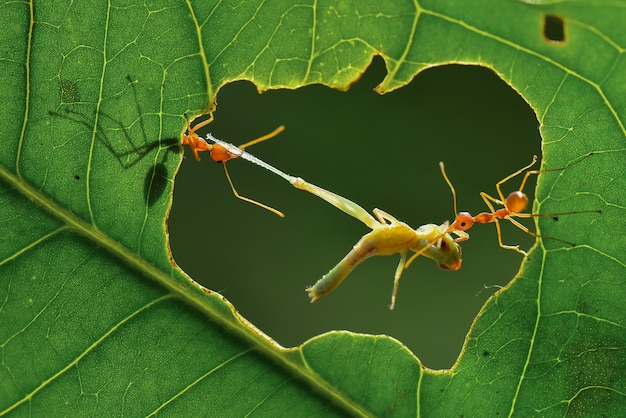 la araña guarda el huevo