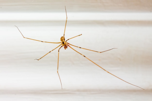 Araña en una habitación sobre un fondo blanco. Insectos en los hogares de las personas.