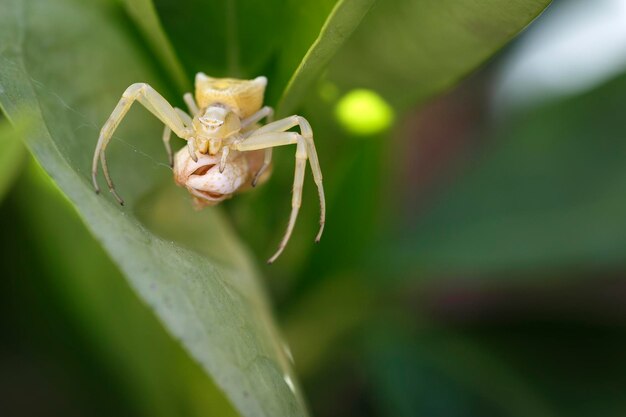 Foto una araña en una hoja con un insecto amarillo en ella