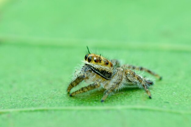 Araña en hoja en jardín tropical