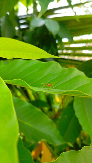 Una araña en una hoja en la jungla