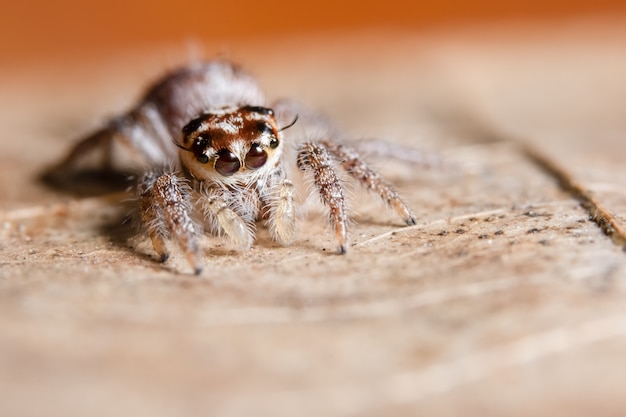 Araña en hoja seca