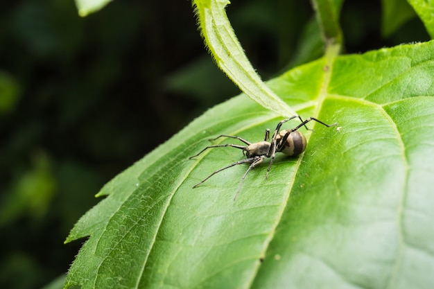 Araña en hoja verde en el parque