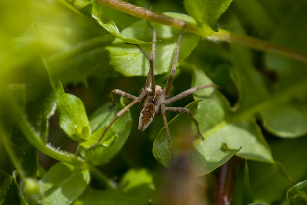 araña en una hoja verde