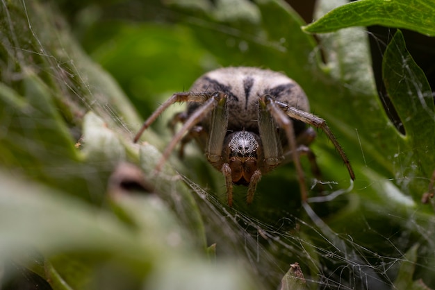 araña en una hoja