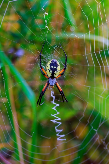 Araña de jardín-araña Araneus tipo de araña araneomorphae de la familia de la araña