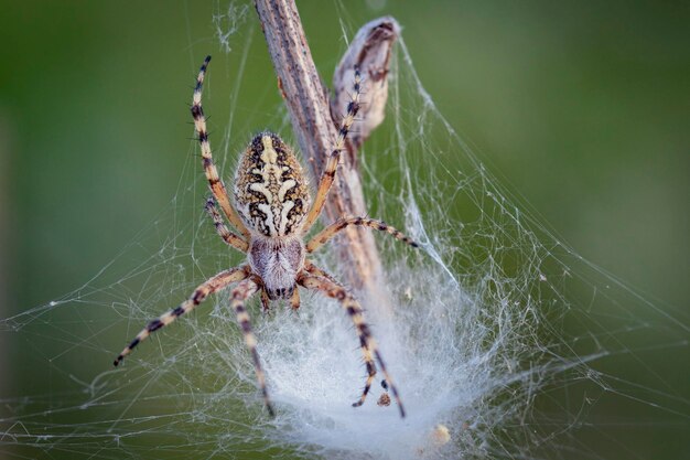 Una araña de jardín captura a su presa en una telaraña