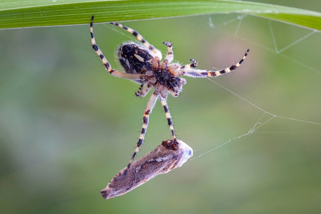 Una araña de jardín captura a su presa en una telaraña