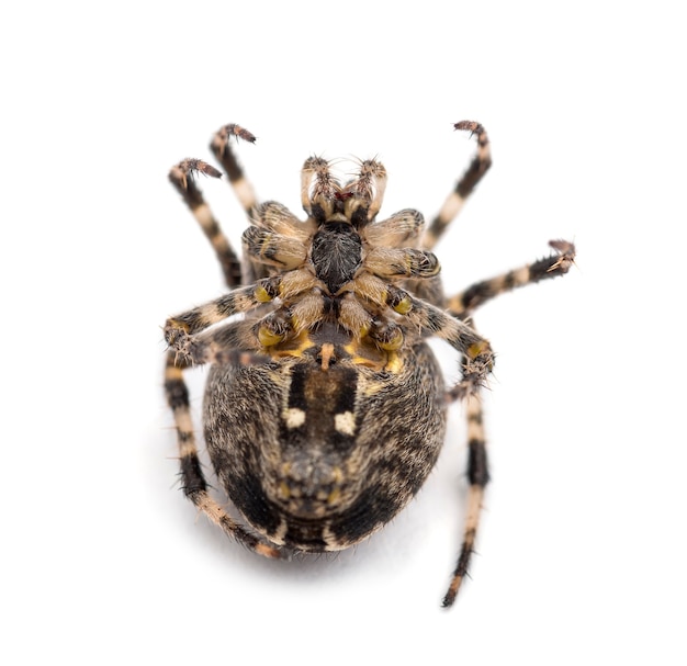 Araña de jardín europea, Araneus diadematus, acostada sobre su espalda y acurrucada contra el fondo blanco.