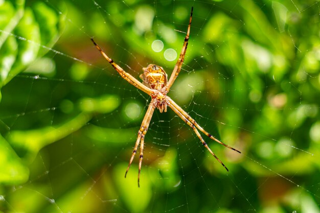 La araña de jardín de plata Argiope argentata en la red