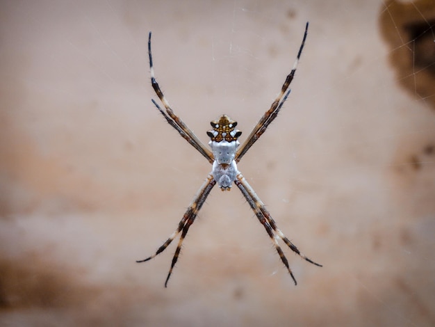 Foto la araña de jardín urbano argiope argentata es una araña plateada.