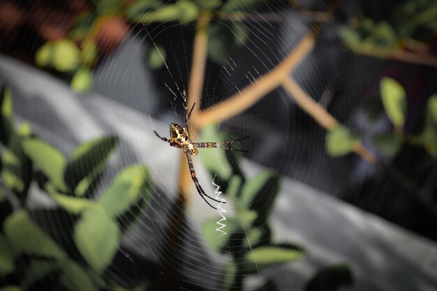 Foto araña de java