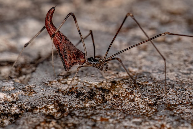 Araña ladrona estirada adulta