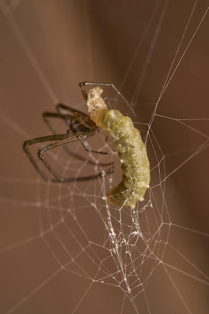 Araña Leucauge parasitada por una avispa en su abdomen la larva