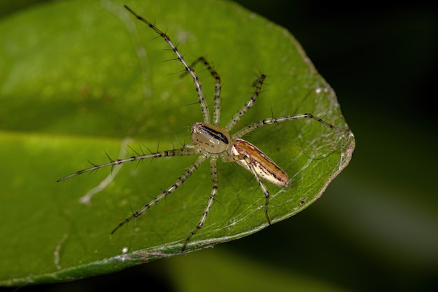 Araña lince adulta de la especie Peucetia rubrolineata