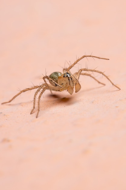 Araña lince del género Oxyopes