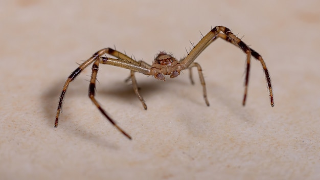 Araña lince del género Oxyopes