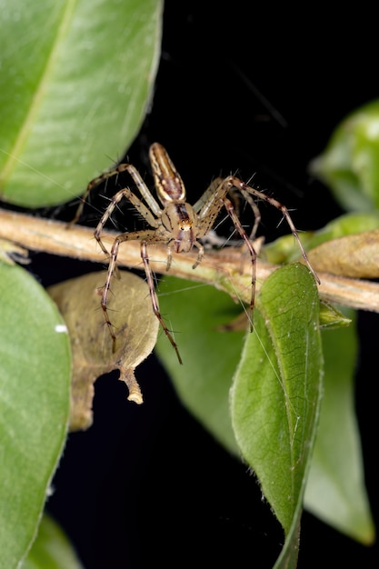 Araña lince del género Peucetia