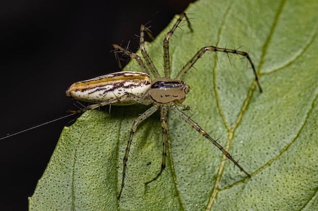 Araña lince hembra adulta