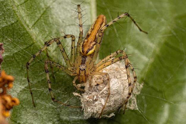 Araña lince hembra adulta