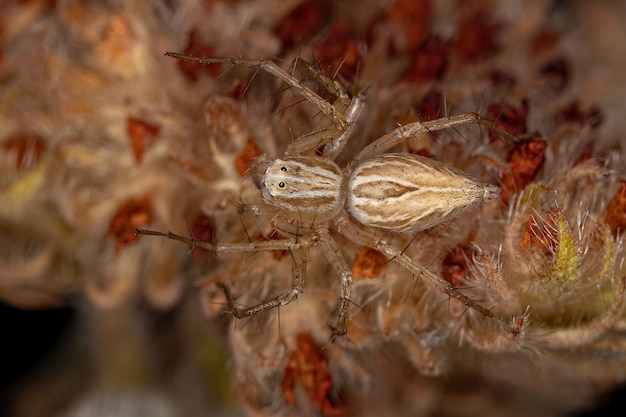 Araña lince rayada del género Oxyopes