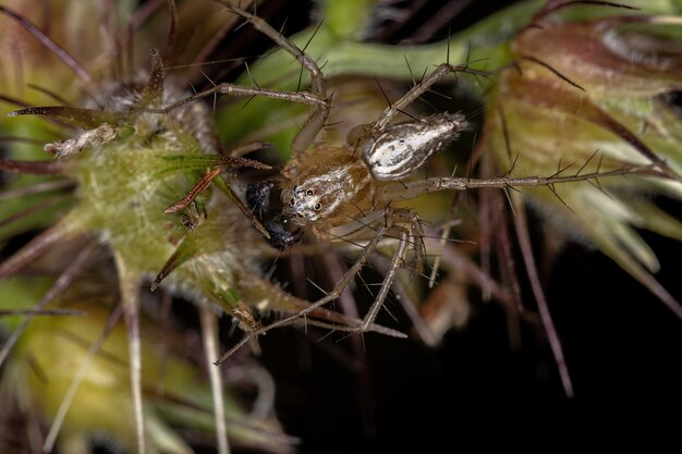 Foto araña lince rayada macho del género oxyopes