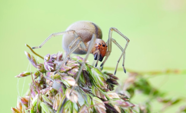 Foto araña lince rayada. tipos de arañas imágenes macro de araña. araña foto de stock...