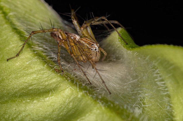 Foto araña lince rayado hembra adulta