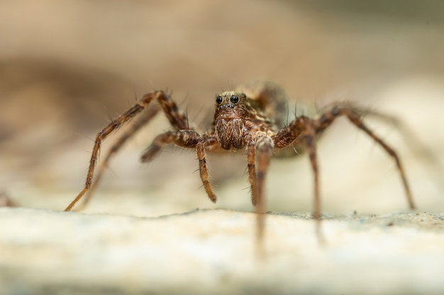 Araña lobo (Acantholycosa lignaria) sentada sobre una roca