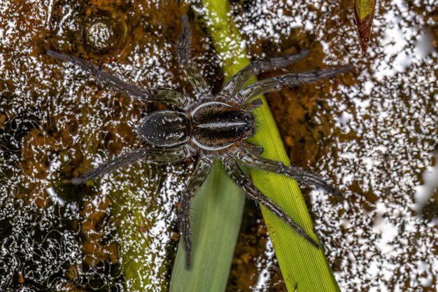 Araña lobo acuática sobre el agua