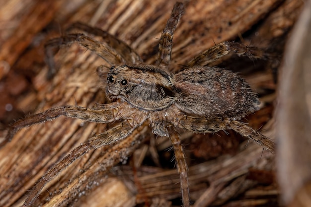 Araña lobo adulta de la familia Lycosidae